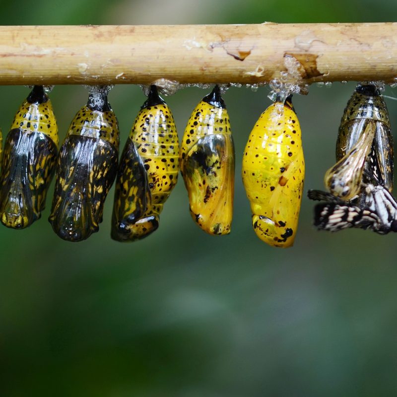 cocoons on branch