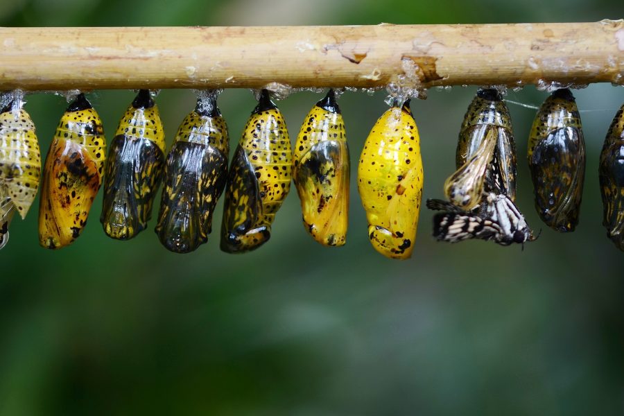 cocoons on branch